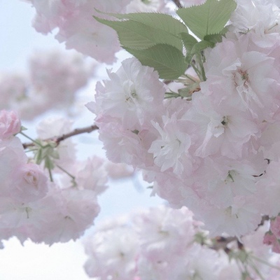 石河子福瑞交流群